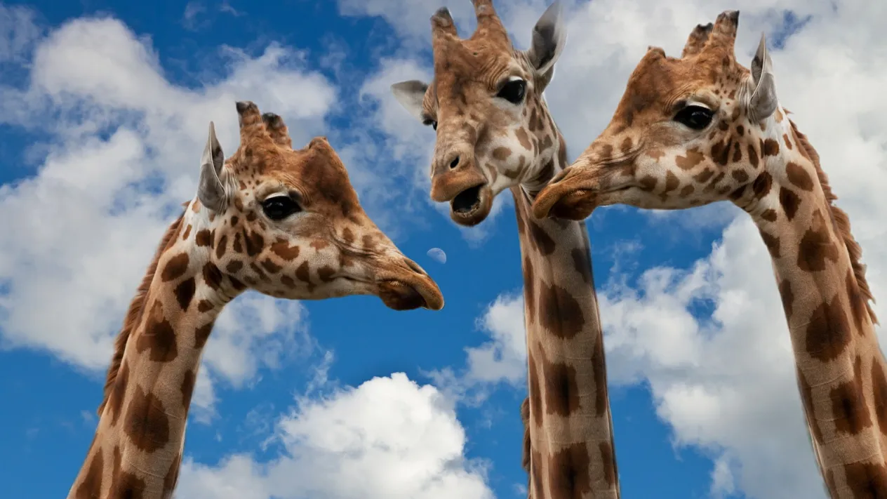 giraffes-627031_1920 (Foto: Tanja Brazerol)