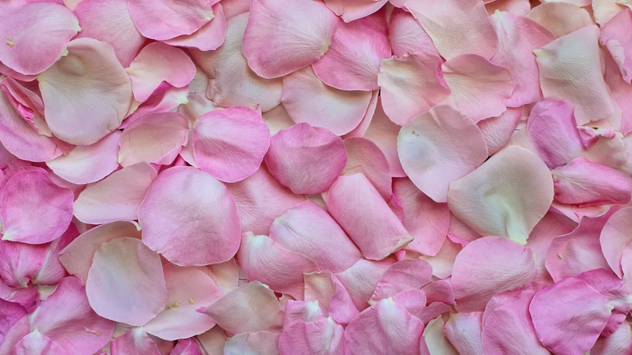 rose-petals-3194062_1920 (Foto: Tanja Brazerol)