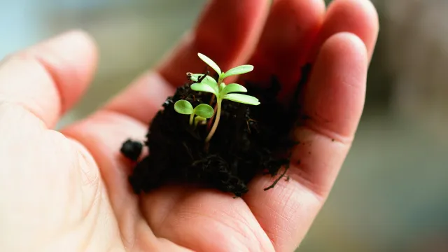 plant-4036130_1920 (Foto: Elisabeth Härter) plant-4036130_1920 (Foto: Elisabeth Härter)