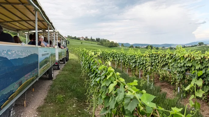 Rebenbummler2 (Foto: Elisabeth Härter) Rebenbummler2 (Foto: Elisabeth Härter)